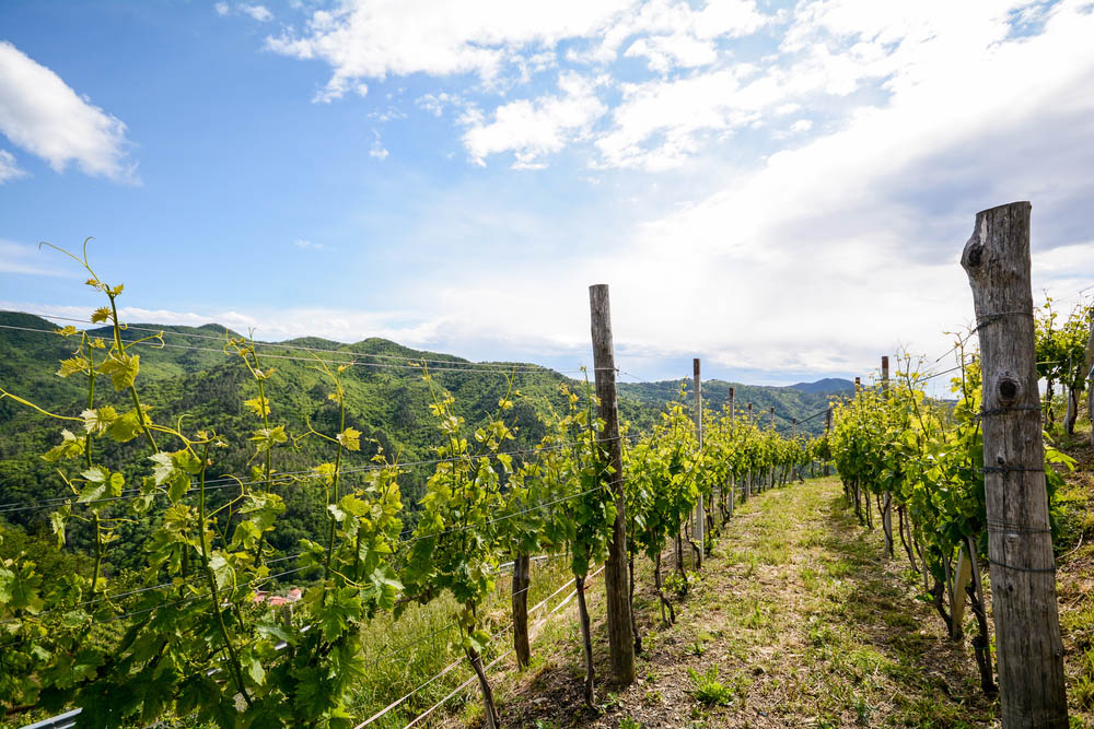 Vin från Rhônedalen