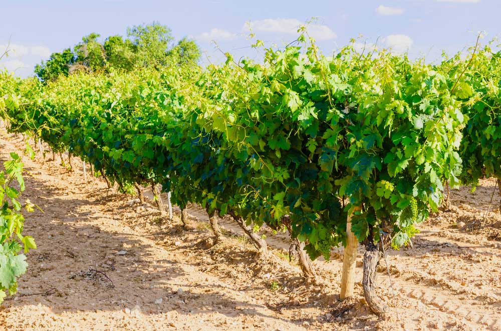 Vin från Ribera del Duero